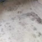 How to Get Black Mold Out of Car Carpet?